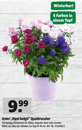 Hagebau Aster Novi belgii Quattrocolor Angebot