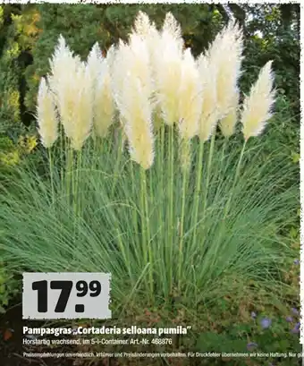 Hagebau Pampasgras Cortaderia selloana pumila Angebot