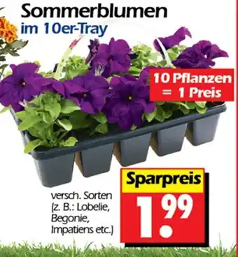 Wreesmann Sommerblumen im 10er-Tray Angebot