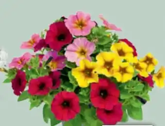 toom Baumarkt Petunia trio Angebot