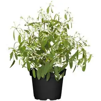 toom Baumarkt Zauberschnee diamond frost Angebot