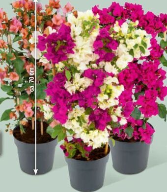 toom Baumarkt Drillingsblume Angebot