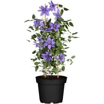 toom Baumarkt Clematis Angebot
