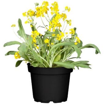 toom Baumarkt Stauden mix Angebot