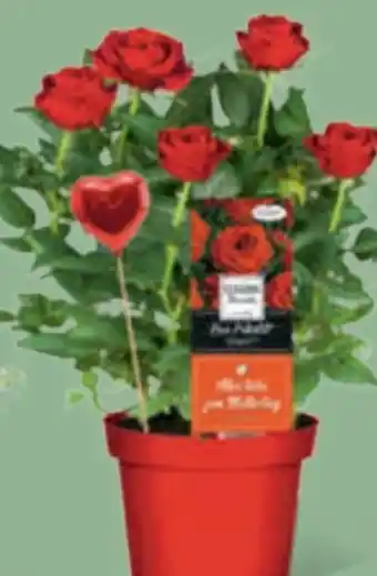 toom Baumarkt Muttertags-rosen Angebot