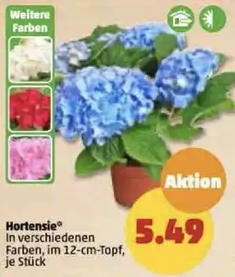 PENNY Hortensie Angebot