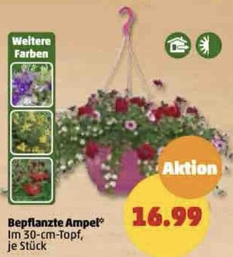 PENNY Bepflanzte Ampel Angebot
