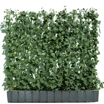 toom Baumarkt Hecke am laufenden meter® efeu 'woerneri' 100 x 120 cm Angebot