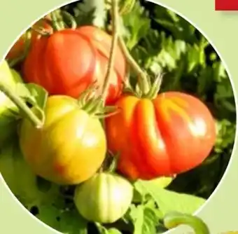 Thomas Philipps Tomatenpflanzen Angebot