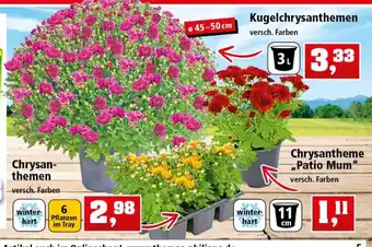 Thomas Philipps Chrysanthemen  oder Kugelchrysanthemen Angebot