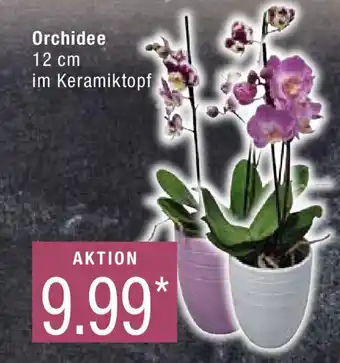 Marktkauf Orchidee 12 cm im Keramiktopf Angebot