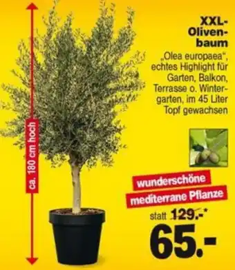 Repo Markt XXL-Olivenbaum „Olea europaea" Angebot