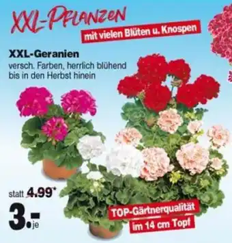 Repo Markt XXL-Geranien Angebot