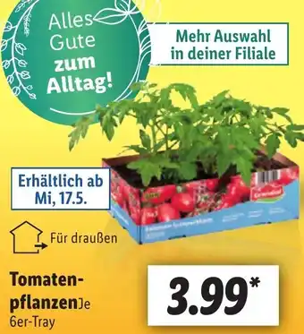 Lidl Tomatenpflanzen 6er-Tray Angebot