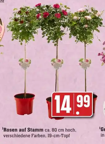 Edeka Neukauf 'Rosen auf Stamm ca. 80 cm hoch Angebot