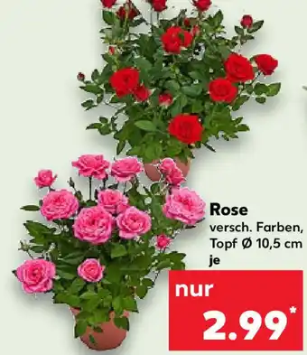 Kaufland Rose Angebot