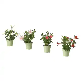 IKEA Dipladenia pflanze trichterblüte/versch. farben Angebot