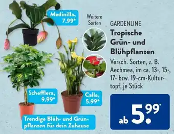 Aldi Süd GARDENLINE Tropische Grün- und Blühpflanzen Angebot