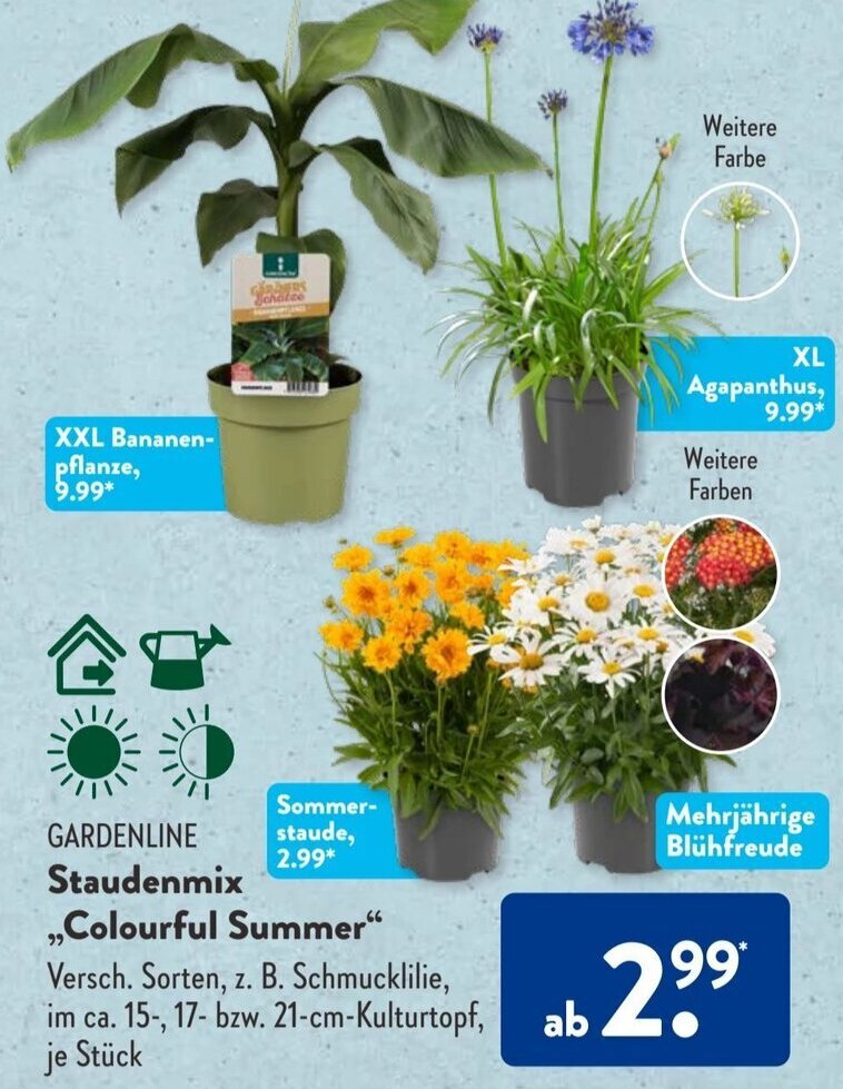 calathea ornata braune blätter Calathea Ornata Sanderiana online kaufen – MyZimmerpflanze.de