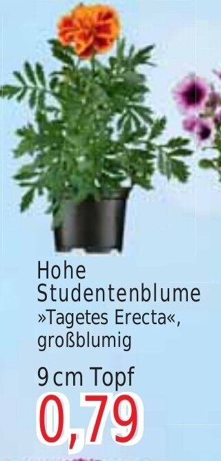 Wiglo Wunderland Hohe Studentenblume Angebot