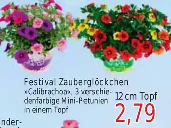 Wiglo Wunderland Festival Zauberglöckchen >>Calibrachoa<< Angebot