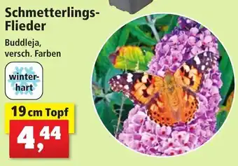 Thomas Philipps Schmetterlings-Flieder 19 cm Topf Angebot