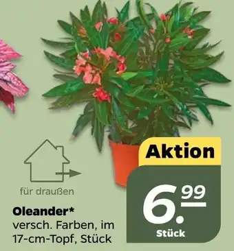 NETTO Oleander* 17-cm-Topf Angebot