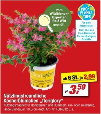 toom Baumarkt Nützlingsfreundliche Köcherblümchen ,,floriglory" Angebot