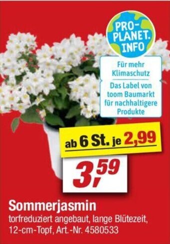 toom Baumarkt Sommerjasmin Angebot