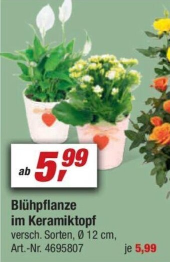 toom Baumarkt Blühpflanze im Keramiktopf Angebot