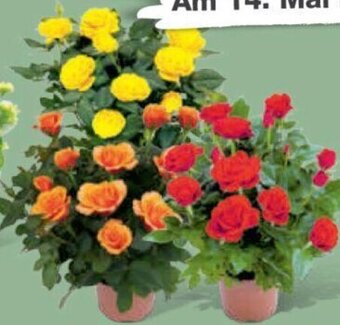 toom Baumarkt Topfrose Angebot