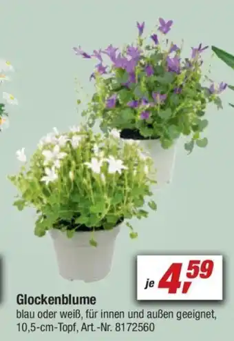 toom Baumarkt Glockenblume Angebot