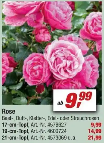 toom Baumarkt Rose 17-cm-Topf Angebot