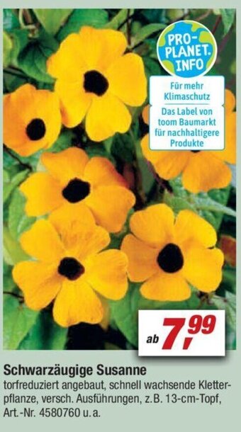 toom Baumarkt Schwarzäugige Susanne Angebot