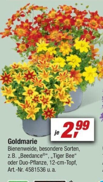 toom Baumarkt Goldmarie Angebot