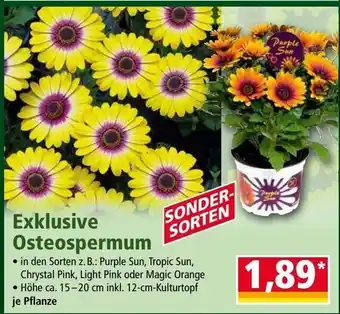Norma Exklusive Osteospermum Angebot