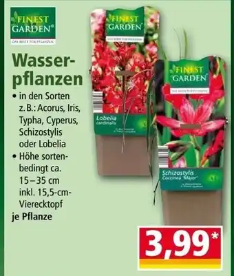 Norma FINEST GARDEN Wasser-pflanzen Angebot