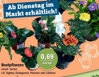 Aktiv Irma Beetpflanzen Angebot