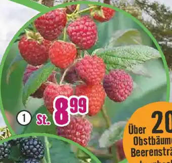 Hornbach Floraself Herbst-Himbeere „Aroma Queen" Angebot