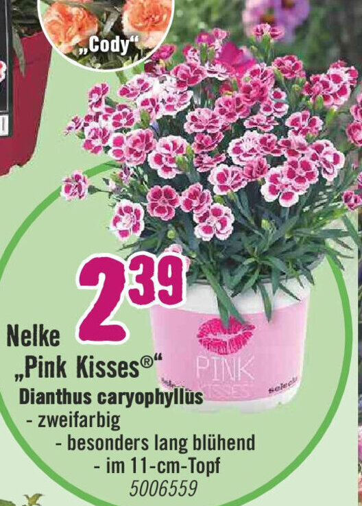 Nelke Pink Kisses Vertrocknet