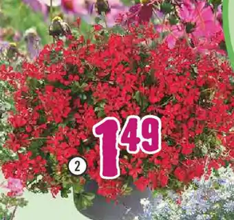 Hornbach Hängegeranie,Pelargonium peltatum Angebot