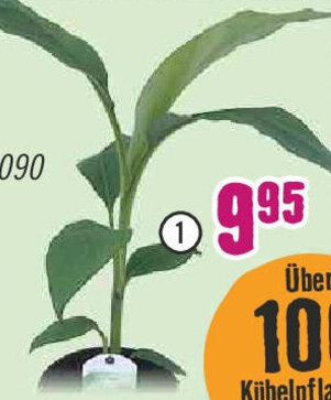 Bananenpflanze, Musa basjoo Angebot bei Hornbach