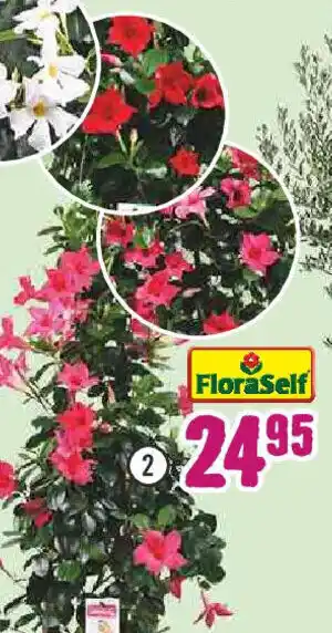 Hornbach FloraSelf Trichterblüte ,,Pyramide", Dipladenia mandevilla rosa Angebot