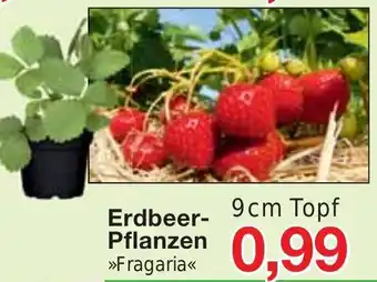 Jawoll Erdbeer-Pflanzen >>Fragaria<< 9cm Topf Angebot