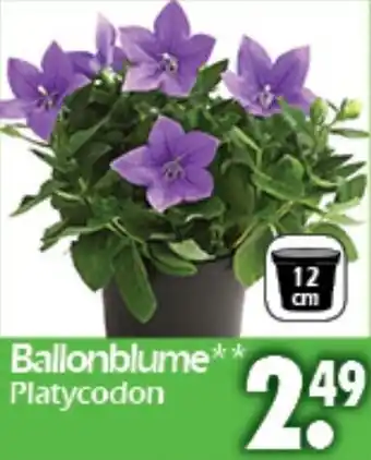 Wreesmann Ballonblume* Platycodon Angebot