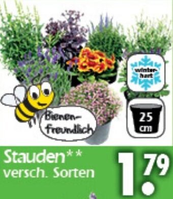 Wreesmann Stauden Angebot