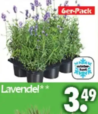 Wreesmann Lavendel Angebot