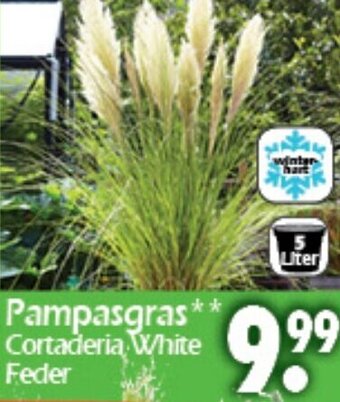 Wreesmann Pampasgras Angebot