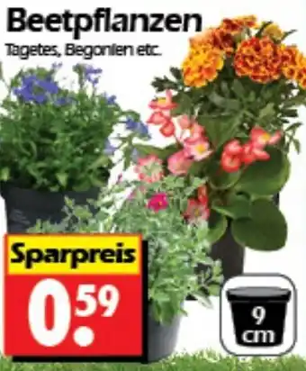 Wreesmann Beetpflanzen Angebot