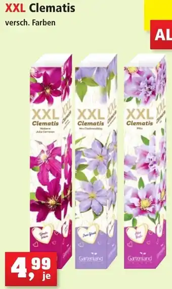 Thomas Philipps XXL Clematis Angebot